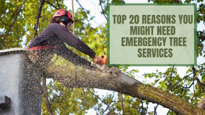 Top 20 Reasons You Might Need Emergency Tree Services